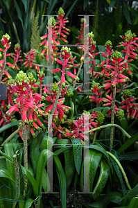 Picture of Lachenalia bulbifera 