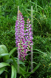 Picture of Lachenalia purpureocaerulea 