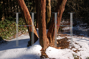 Picture of Lagerstroemia fauriei 'Townhouse'