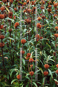 Picture of Leonotis leonurus 
