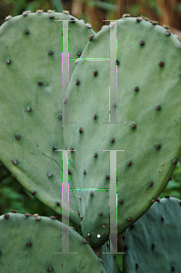 Picture of Opuntia macrorhiza 