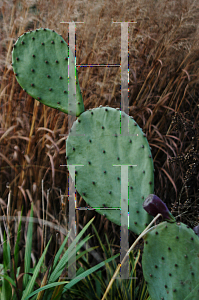 Picture of Opuntia macrorhiza 