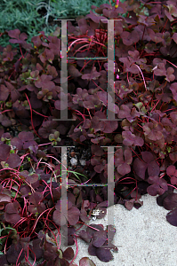 Picture of Oxalis purpurea 'Garnet'