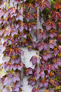 Picture of Parthenocissus tricuspidata 'Fenway Park'