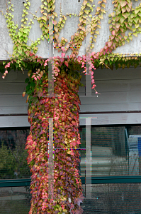 Picture of Parthenocissus tricuspidata 'Fenway Park'