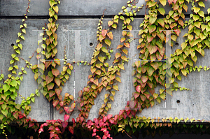 Picture of Parthenocissus tricuspidata 'Fenway Park'