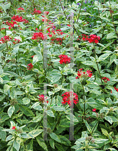 Picture of Pentas lanceolata 'Stars & Stripes'