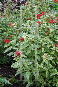 Picture of Pentas lanceolata 'Stars & Stripes'