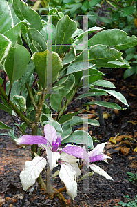 Picture of Solandra maxima 'Variegata'