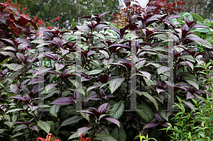 Picture of Strobilanthes dyerianus 