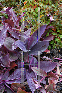 Picture of Tradescantia pallida 