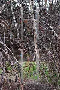 Picture of Ulmus alata 'Lace Parasol'