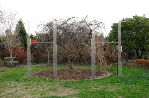 Picture of Ulmus alata 'Lace Parasol'