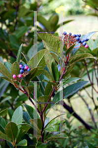 Picture of Viburnum nudum 