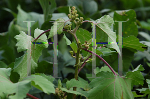 Picture of Xanthium strumarium 