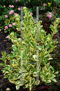 Picture of X Citrofortunella microcarpa 'Tiger'