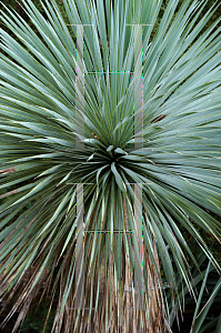Picture of Yucca rostrata 