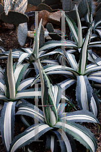 Picture of Agave americana 'Mediopicta Alba'