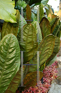 Picture of Anthurium superbum 