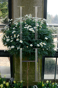 Picture of Argyranthemum frutescens 