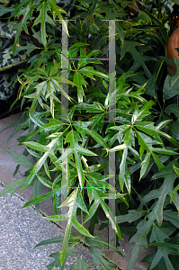 Picture of Schefflera actinophylla 'Nova'