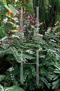 Picture of Breynia disticha 'Roseopicta'