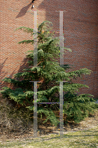 Picture of Cedrus deodara 'Kashmir'