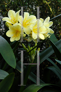 Picture of Clivia miniata var. citrina 