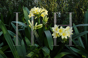 Picture of Clivia miniata var. citrina 