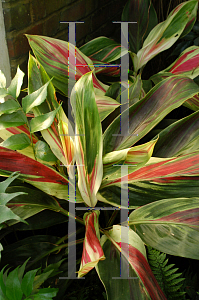 Picture of Cordyline terminalis 'Exotica'