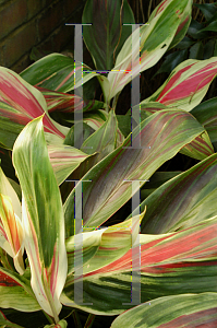 Picture of Cordyline terminalis 'Exotica'