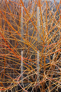 Picture of Cornus sanguinea 'Winter Flame'