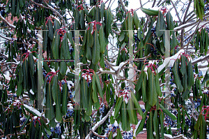 Picture of Daphniphyllum macropodum 