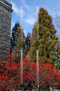 Picture of Ilex verticillata 'Winter Red'