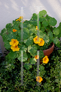 Picture of Tropaeolum majus 'Variegata'