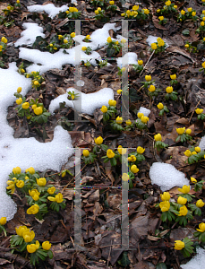 Picture of Eranthis hyemalis 