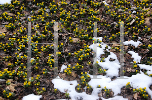 Picture of Eranthis hyemalis 