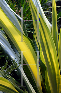 Picture of Furcraea foetida 'Mediopicta'