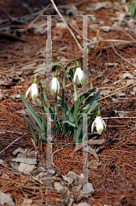 Picture of Galanthus nivalis 