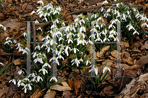 Picture of Galanthus nivalis 