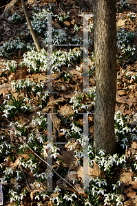 Picture of Galanthus nivalis 