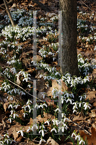 Picture of Galanthus nivalis 