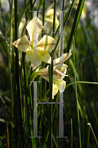 Picture of Gladiolus tristis 