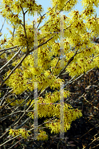 Picture of Hamamelis x intermedia 'Arnold's Promise'