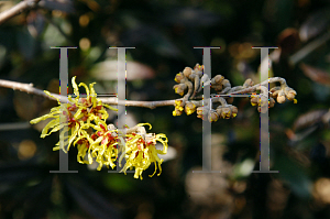 Picture of Hamamelis x intermedia 'Arnold's Promise'