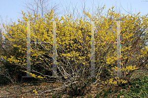 Picture of Hamamelis x intermedia 'Arnold's Promise'