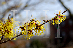 Picture of Hamamelis x intermedia 'Arnold's Promise'