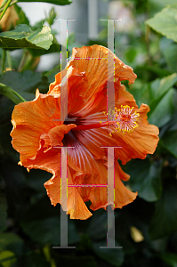 Picture of Hibiscus rosa-sinensis 'Caleb'