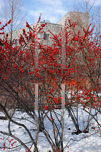 Picture of Ilex verticillata 'Winter Red'