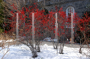 Picture of Ilex verticillata 'Winter Red'